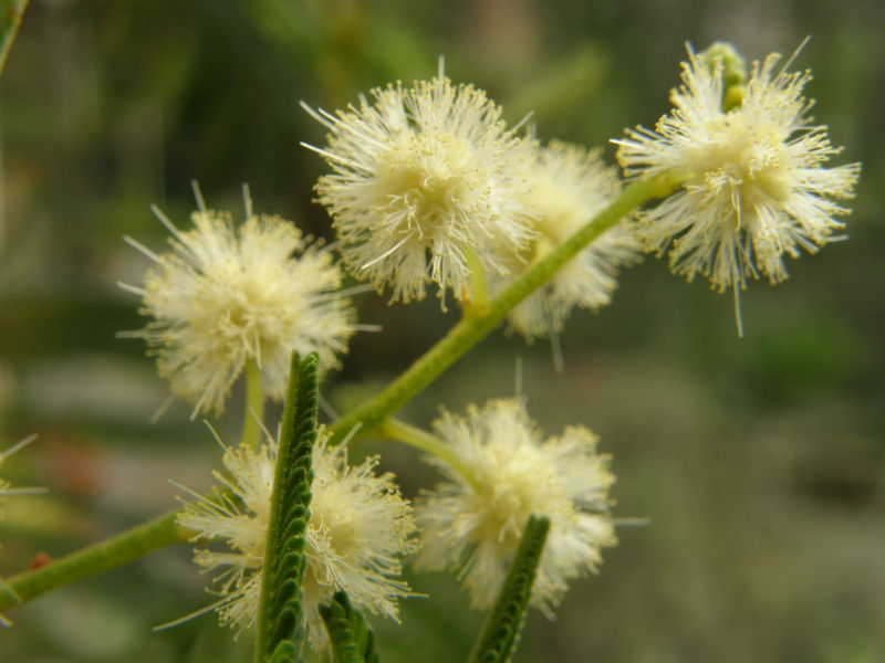 Acacia dealbata