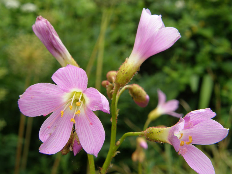 Drosera regia flower