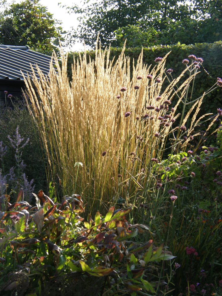 Calamagrostis 'Karl Foerster' pictured in my grass bed in September