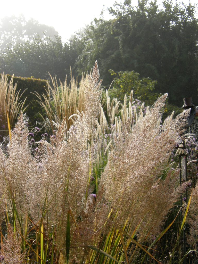 Calamagrostis brachytricha in my garden flowering in September.