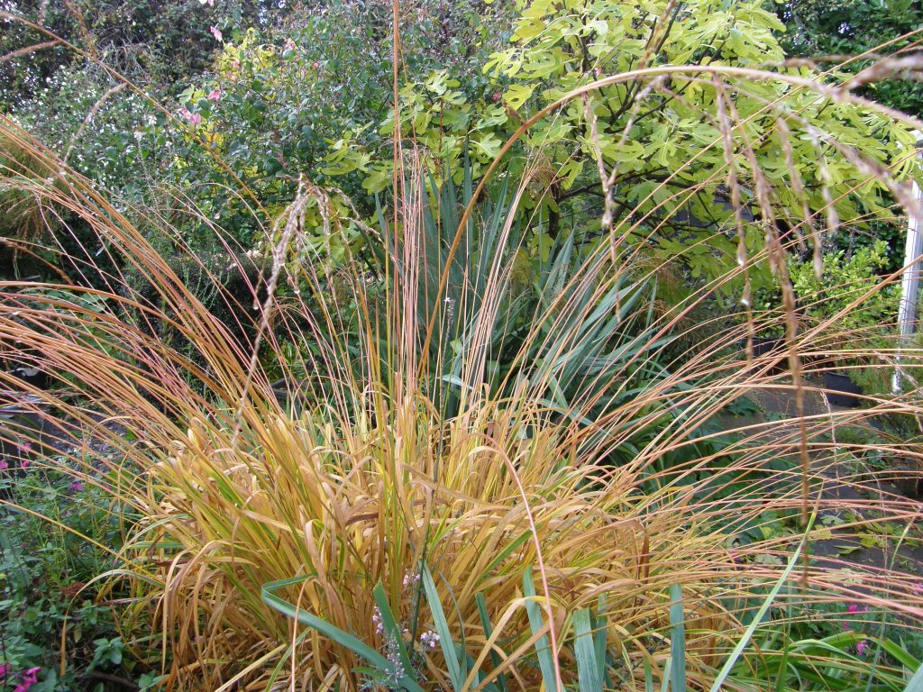 Unusual molinia Les Ponts de Ce with arching stems, in full russetting autumn colour