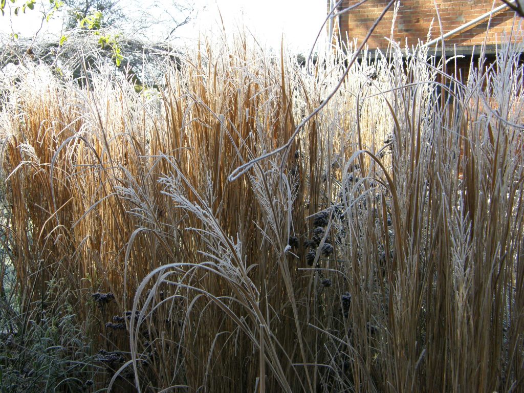 Panicum virgatum in winter with frost