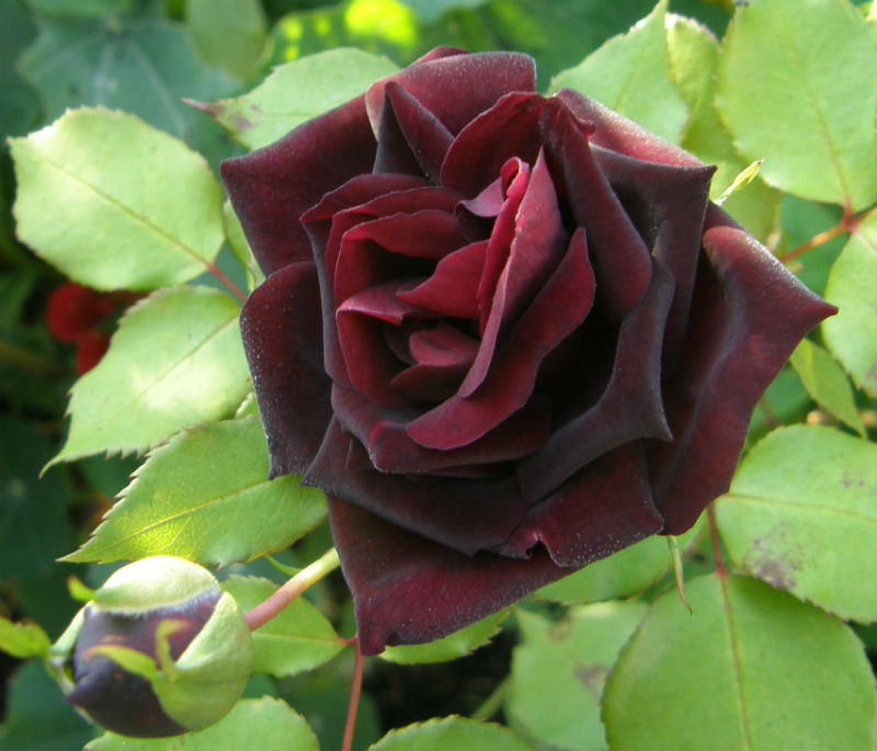 Rose Louis XIV