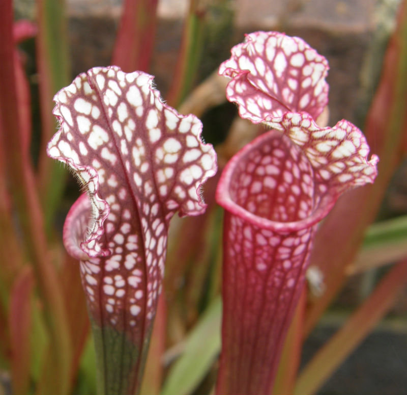 Sarracenia 'Lynda Butt'