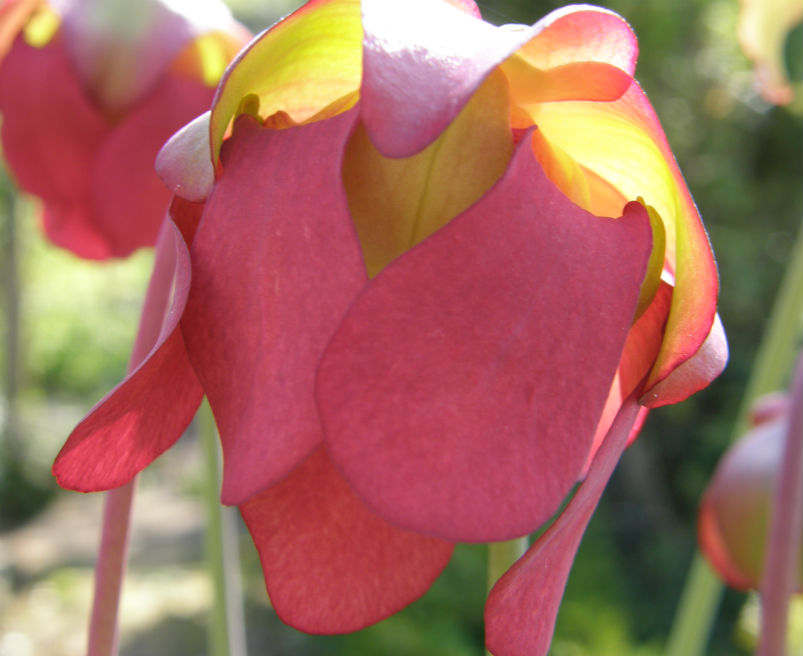 Sarracenia flower in spring