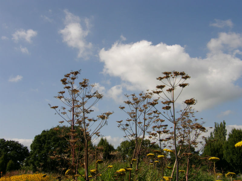 Sussex Prairie Garden Peucedanum verticillare seedheads
