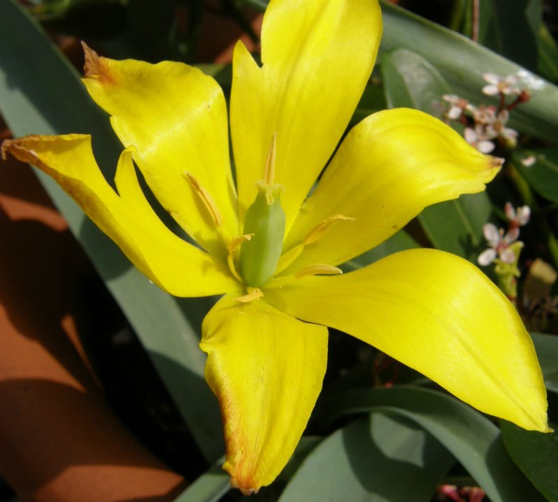 Tulip kolpakowskiana