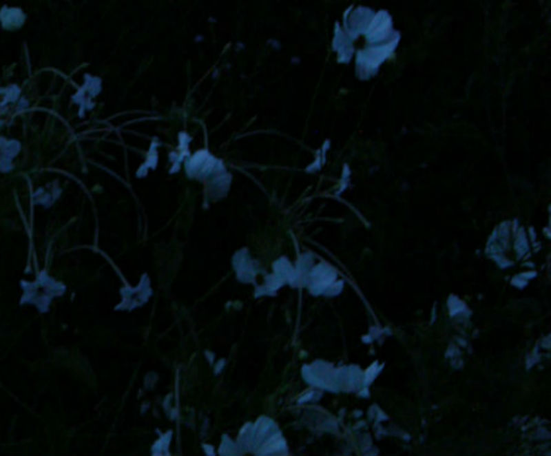 Cosmos, Miirabilis longiflora evening light