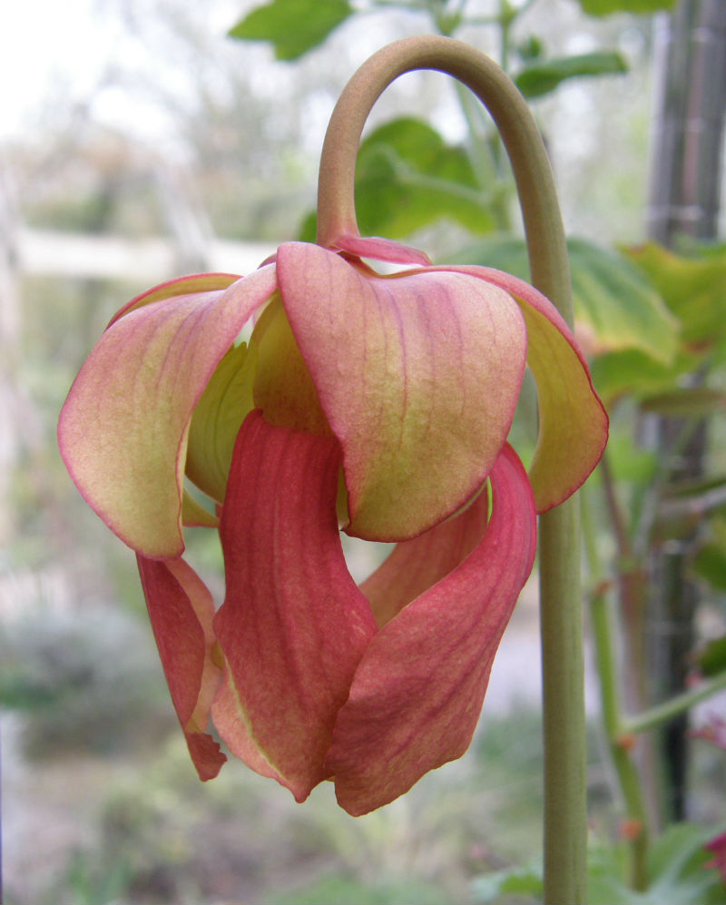 Sarracenia flowering in spring